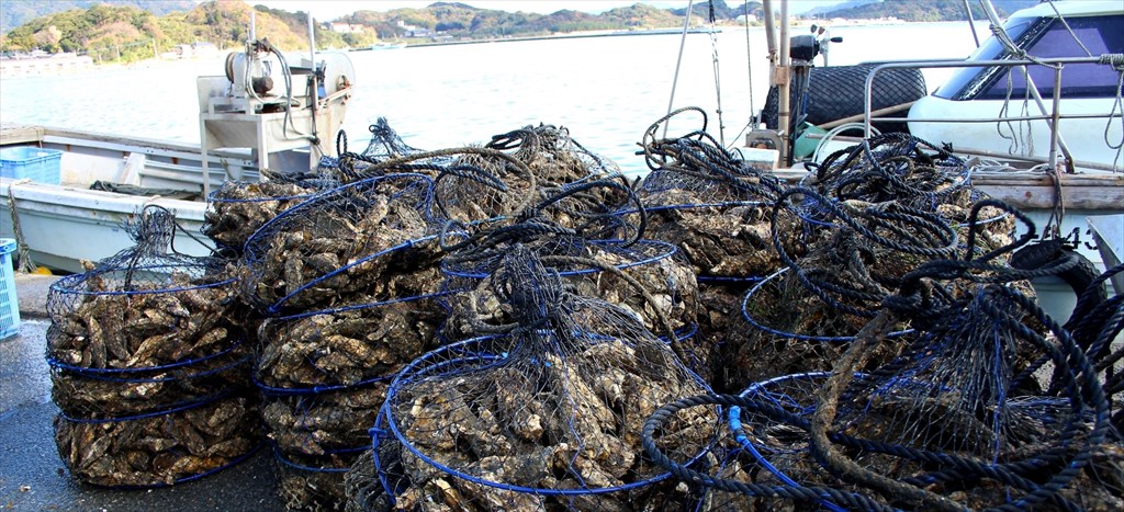 水揚げされた大量の牡蠣